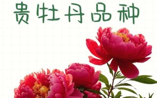 名贵牡丹品种有哪些？