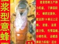 养意蜂选什么品种好？