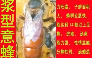 养意蜂选什么品种好？