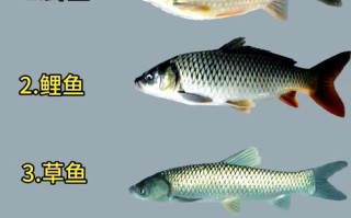 中国淡水鱼到底有多少品种？