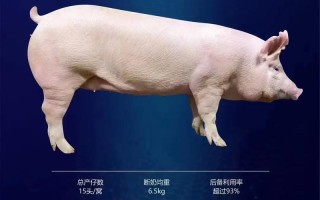 2025年新品种猪长啥样？