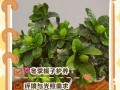 枝枝花冬季怎么养才能安全过冬？