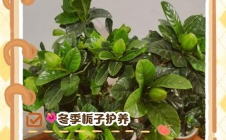 枝枝花冬季怎么养才能安全过冬？