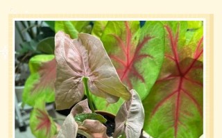 合果芋怎么养才茂盛？