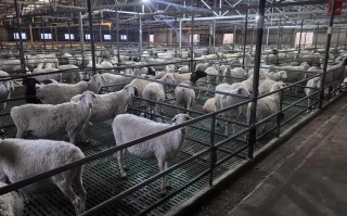 养殖什么品种的羊回本快