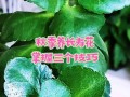 长寿花的秋天的养殖方法