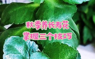 长寿花的秋天的养殖方法