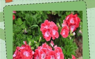 天竺葵哪些品种最好看？