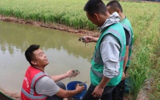 生态健康水产养殖技术如何推广？