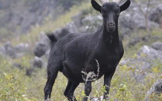 广西适合养什么羊品种？