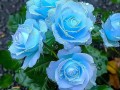 蓝玫瑰有哪些品种？