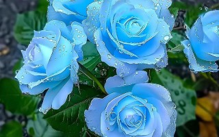 蓝玫瑰有哪些品种？
