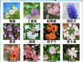花草品种名称与数目知多少？