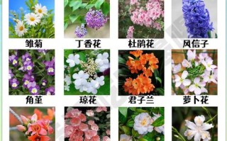 花草品种名称与数目知多少？