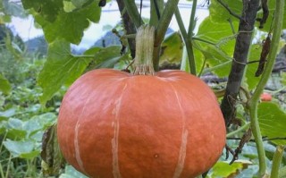 南瓜品种哪里最好？