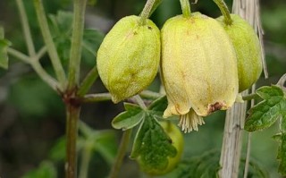 铁线莲哪个品种花期最长？