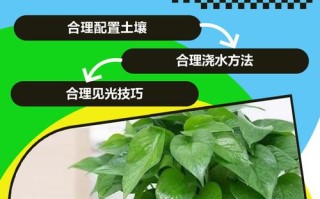 绿罗怎么养才茂盛？有哪些注意事项？