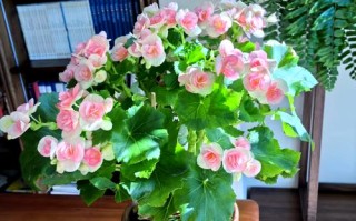 丽格海棠有哪些常见品种？