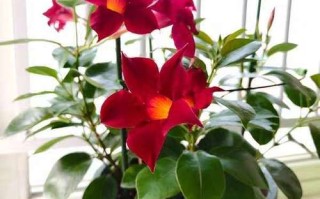 万里飘香怎么养？