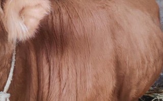 贵州牛品种哪个最好？附图片对比看优劣。