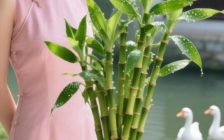 富贵竹水培怎么用生根粉？