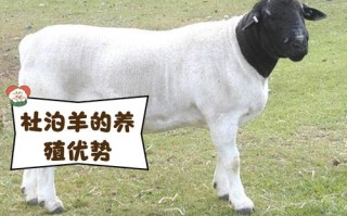 乳用绵羊品种有哪些体貌特征？