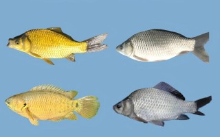 精养鲫鱼什么品种好？