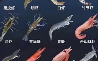 北方适合养什么虾品种？