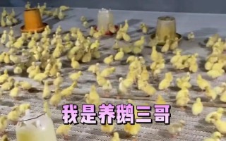 雏鹅育雏室如何有效防潮湿？