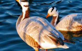 大雁有哪些杂交品种？