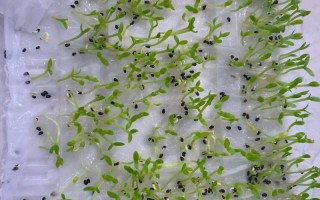 火龙果种子最新种植方法