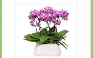 东北养蝴蝶兰，保暖和光照怎么兼顾？