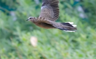 什么品种的斑鸠适合养殖