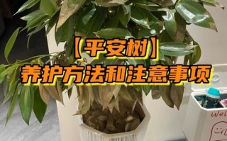 平安树养殖要注意哪些事项？