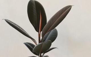 椽皮树有哪几种栽种方法？