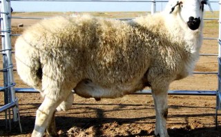 如何保护乌珠穆沁羊品种？