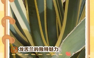 龙舌兰分株繁殖，哪些品种更适合？