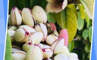 含笑树怎么养才开花？