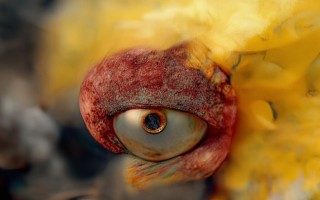 母猪吃什么饲料