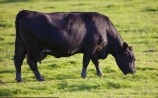 黑色和牛有哪4个品种？