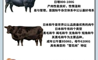 哪些牛品种长得最快？