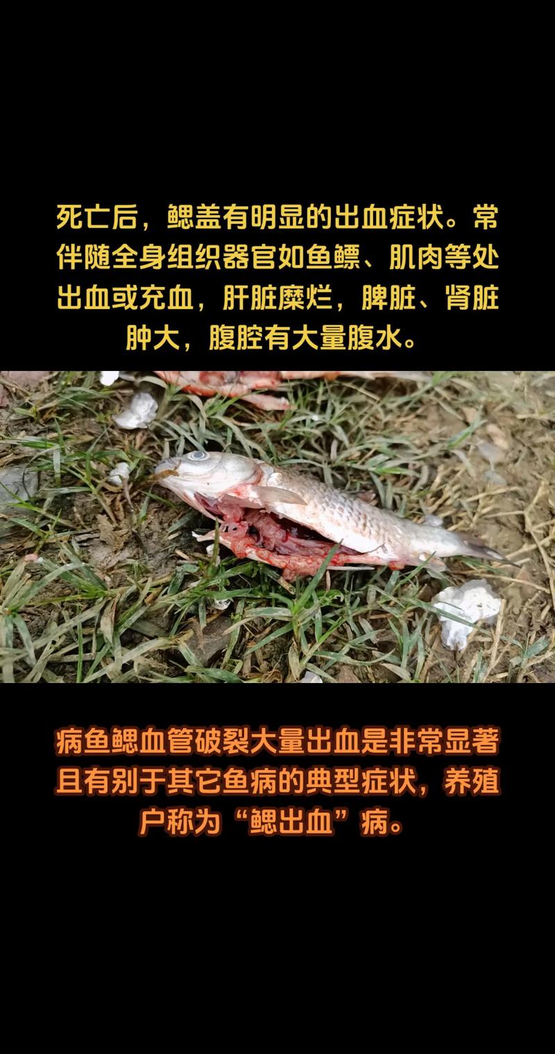 养殖鱼口有病什么问题-第2张图片-宁夏农业信息网