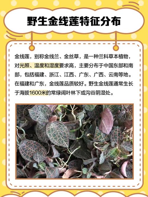 广东金线莲价格多少-第3张图片-宁夏农业信息网
