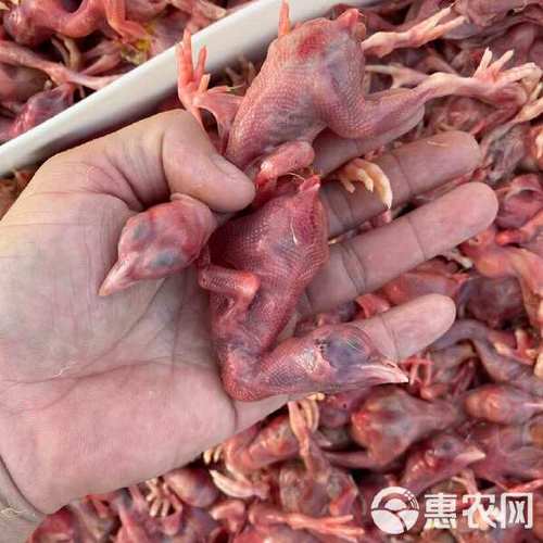 锦州毛鸡的价格多少-第3张图片-宁夏农业信息网