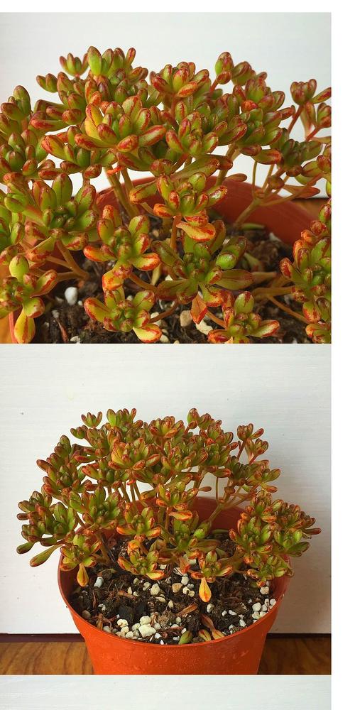 养殖小人仙用什么可以快速成长-第3张图片-宁夏农业信息网