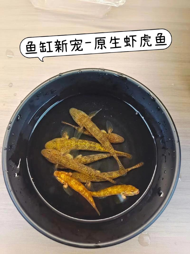 水泥池可以养殖什么海水鱼-第3张图片-宁夏农业信息网