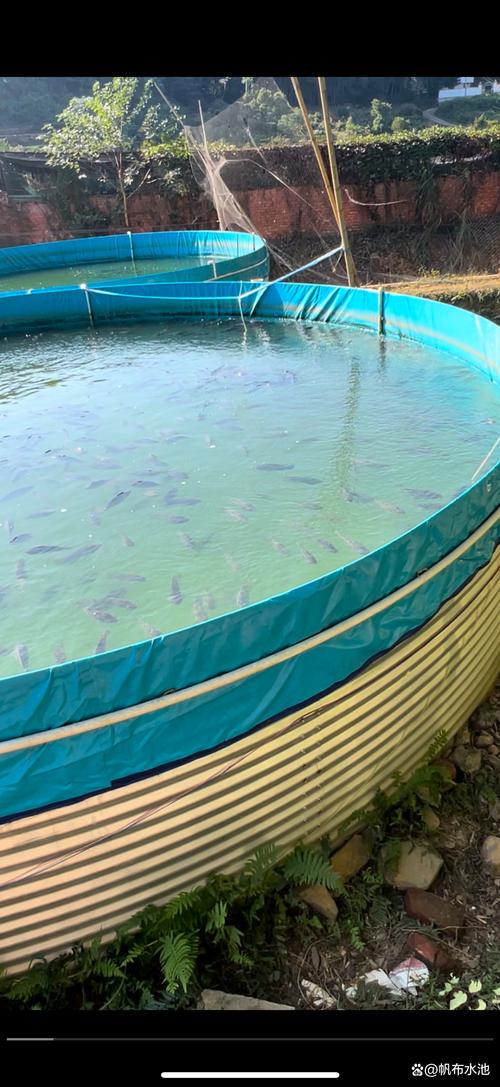水泥池可以养殖什么海水鱼-第2张图片-宁夏农业信息网