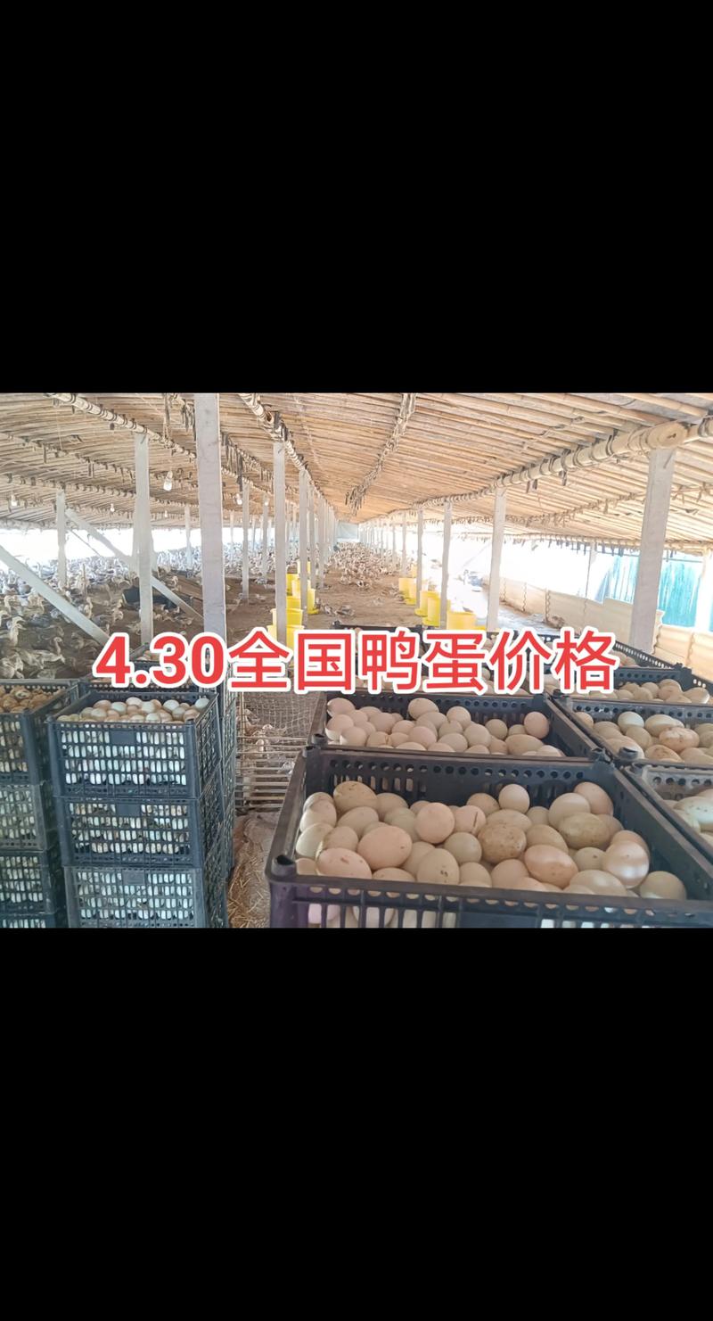 河南鸭蛋价格今日价多少-第2张图片-宁夏农业信息网