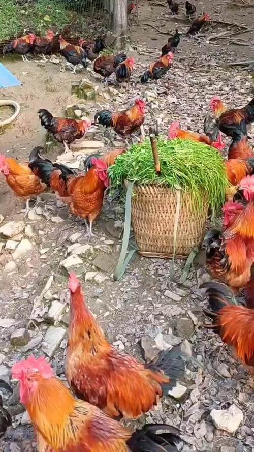 四川广安邻水县适合养殖什么-第2张图片-宁夏农业信息网