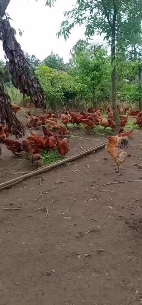 四川广安邻水县适合养殖什么-第3张图片-宁夏农业信息网